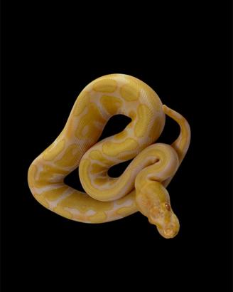 0.1 Pitone reale Albino (Enchi)