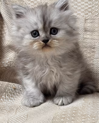 Gattini cuccioli Persiano