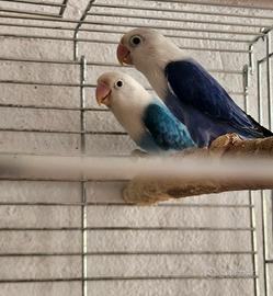 Inseparabili fischer opalini