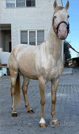 Cavallo spagnolo
