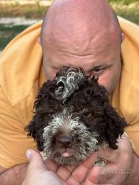 Lagotto romagnolo