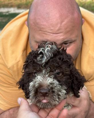 Lagotto romagnolo