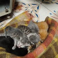 Gattini