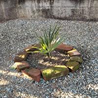 Palme da giardino