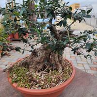 Prebonsai olivastri