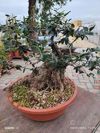 Prebonsai olivastri