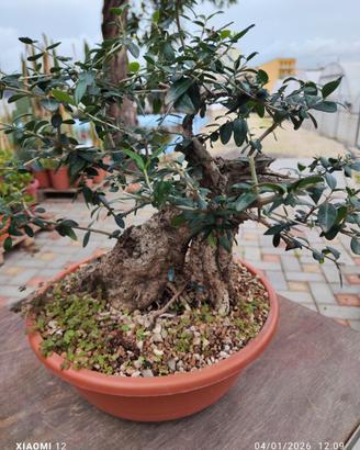 Prebonsai olivastri