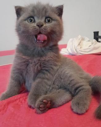 Gattini scottish