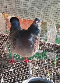 Piccioni