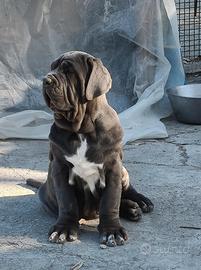 Cuccioli mastino napoletano