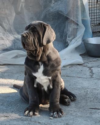 Cuccioli mastino napoletano