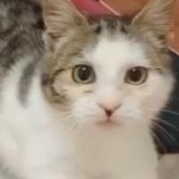 Gattino 3 mesi per amanti animali