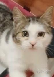 Gattino 3 mesi per amanti animali