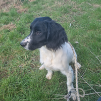 Springer spaniel inglese