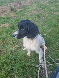Springer spaniel inglese
