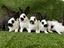 Immagine 4