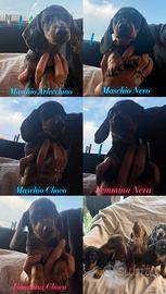 Cuccioli di Bassotto Nano con pedigree
