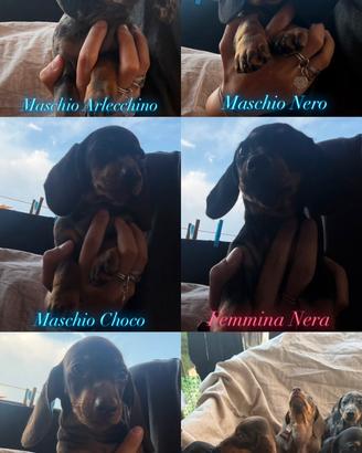 Cuccioli di Bassotto Nano con pedigree