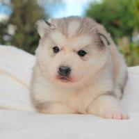 Cucciolina femmina di Husky grigio