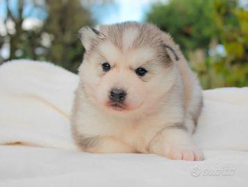 Cucciolina femmina di Husky grigio