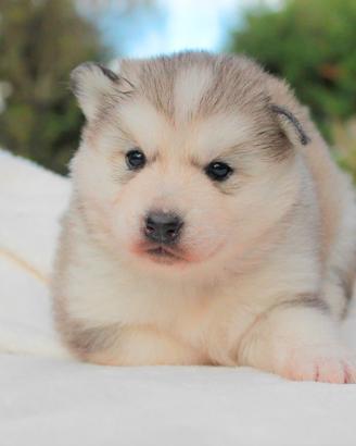 Cucciolina femmina di Husky grigio