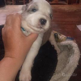 Cuccioli Australinan