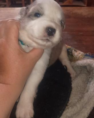 Cuccioli Australinan