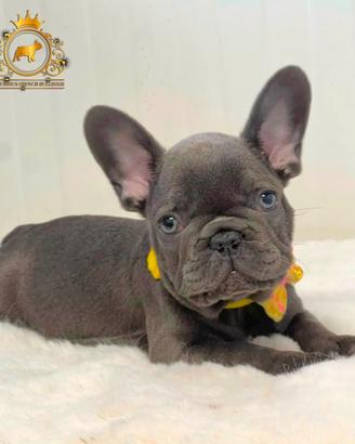 Strepitoso Maschietto Bulldog francese total blu