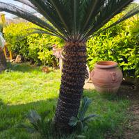 cycas 20 anni