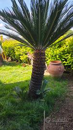 cycas 20 anni