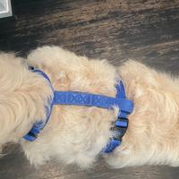 PETTORINA BLU