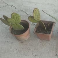 Vasi (2) con Piante Opuntia