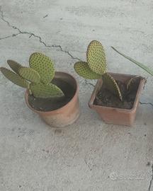 Vasi (2) con Piante Opuntia