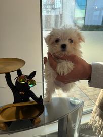 Maltese mini toy