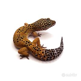 Geco leopardino