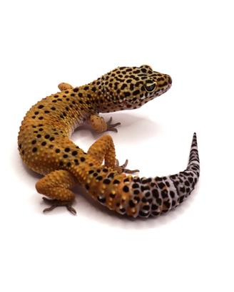 Geco leopardino