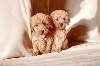 Cuccioli di Barboncino