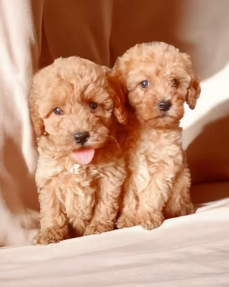 Cuccioli di Barboncino