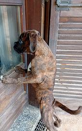 Cuccioli di Boxer