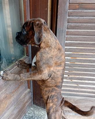 Cuccioli di Boxer