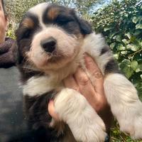Cucciolo Australian Shepherd Pastore Australiano