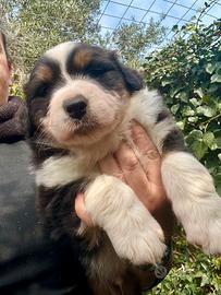 Cucciolo Australian Shepherd Pastore Australiano