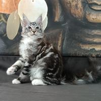 Maine Coon cucciola con pedigree - MA-KU