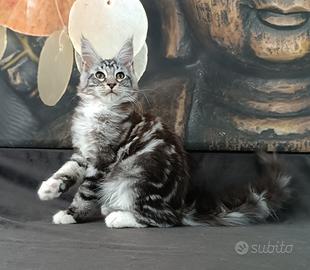 Maine Coon cucciola con pedigree - MA-KU