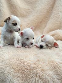 Chihuahua Toy