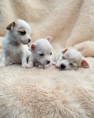 Chihuahua Toy