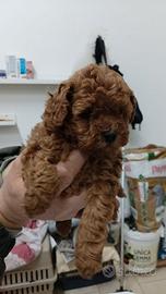 Barboncino mini Toy Red