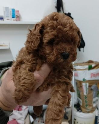 Barboncino mini Toy Red