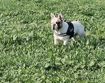 Bulldog francese per monta