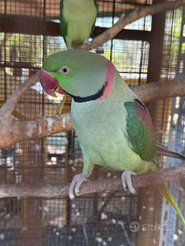 Coppia grandi alessandrini